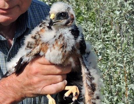 Northern Harrier hawk chick by Robert Pruner is licensed under CC BY-NC-ND 2.0.